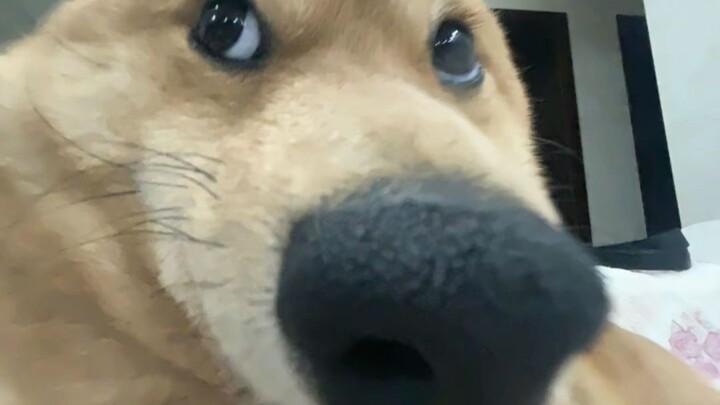 ลูกสุนัขนามธรรม