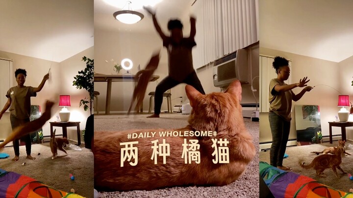 There are only two kinds of orange cats in the world.