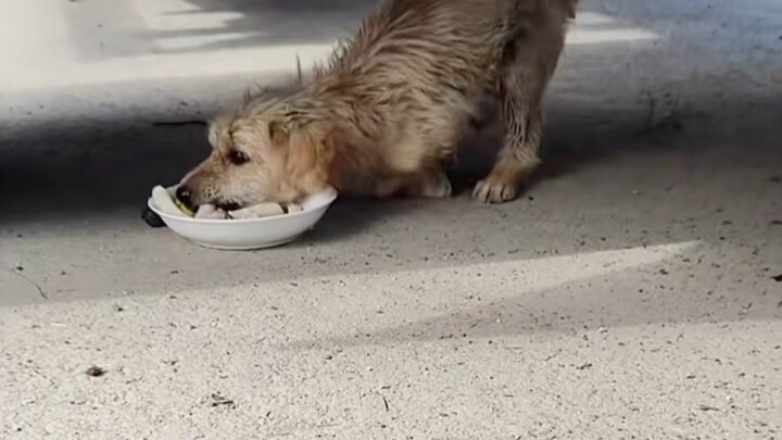 Chú chó vàng nhỏ toàn thân co giật, hành trình hồi sinh như chim phượng hoàng