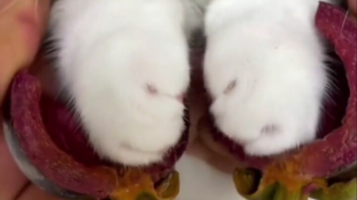 Every time you eat a mangosteen, a cat loses a paw.