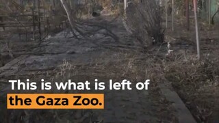 Destroyed Gaza Zoo Al Jazeera Newsfeed