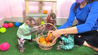 Feeding the three monkeys oranges while they enjoyed playing