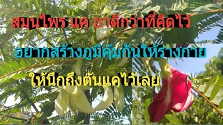แค สมุนไพรรักษาโรคช่วยสร้างภูมิคุ้มกันให้ร่างกายมีวิตามินซีสูง ฯลฯ /โดยฮอยไทยอีสาน
