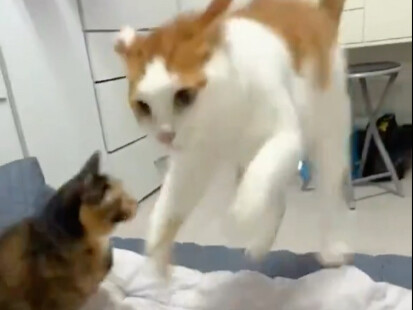 Mengurus kucing itu memang harus penuh dengan kejutan