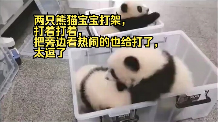 ลูกแพนด้าสองตัวทะเลาะกัน พอตีกันไปตีกันมา ยังเผลอต่อยคนที่มายืนดูอยู่ข้างๆ ไปด้วย น่าเอ็นดูสุดๆ