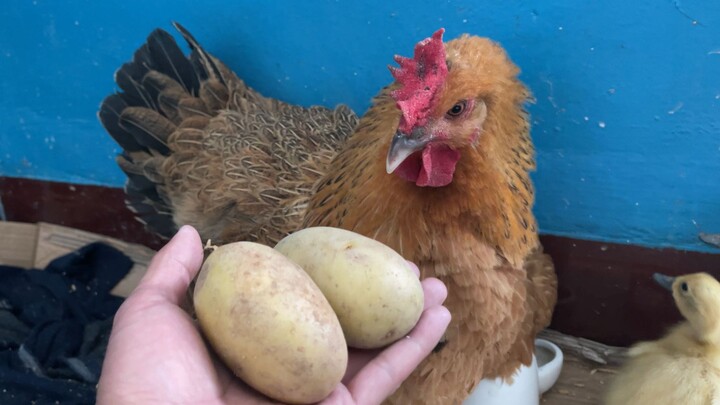 Untuk mengerami telur, aku hanya percaya pada induk ayam.