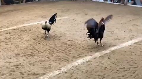 Champion Naka timing GBS vs Dirty Grey