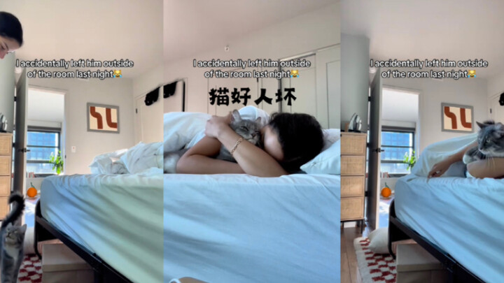 Tập về con mèo tốt hay xấu