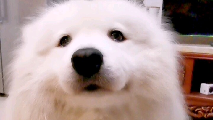 A Music-Talented Dog!