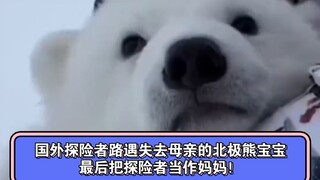 مغامر أجنبي يصادف دبًا قطبيًّا صغيرًا فقد أمه، وفي النهاية يتخذ المغامر كأم له!