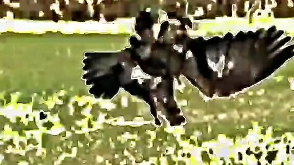 อินทรีโดนทรายตบ