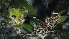 Big Beasts EP 04 [Sub Việt]