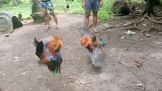 Sparring