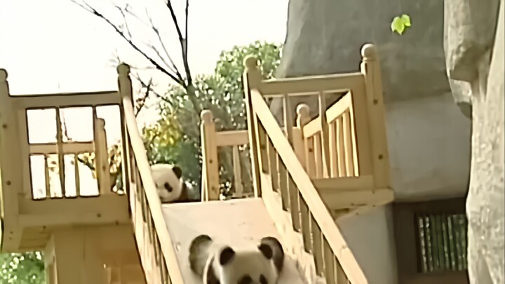 Foreign websites are hotly discussing the cute pandas lining up to play on the slide in China, with 