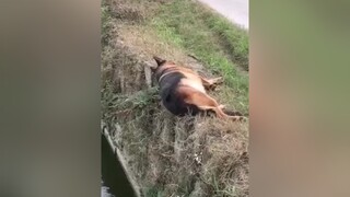 Úi dà dogfunny dog chó_cưng
