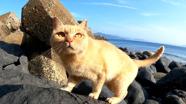 Seekor kucing mengajakku ke pantai dan memperkenalkanku pada kucing-kucing lain.