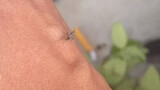 Saya sangat terkejut sehingga saya kehilangan kepercayaan pada nyamuk.