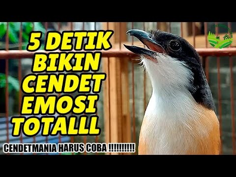 Cendet BAHAN, BAKALAN, MUDA, OMBYOKAN, bakalan LANGSUNG NYAUT GACOR, 100% AMPUH !!  #cendetgacor