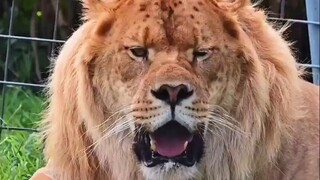 Is this thing a lion or a tiger?