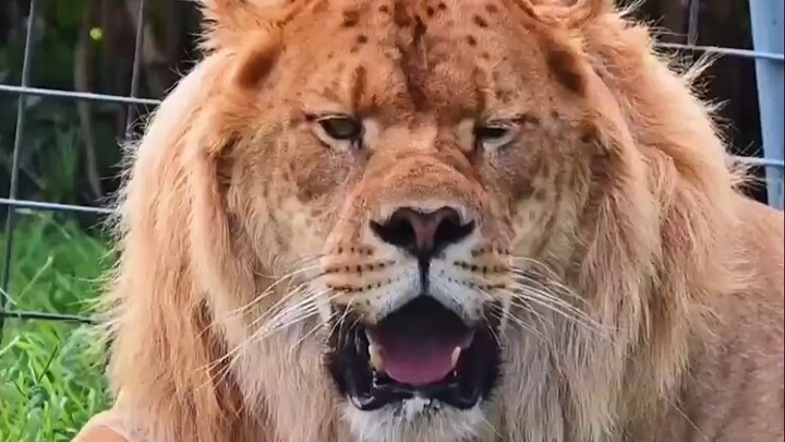 เจ้าสิ่งนี้ คือสิงโตหรือเสือกันแน่?