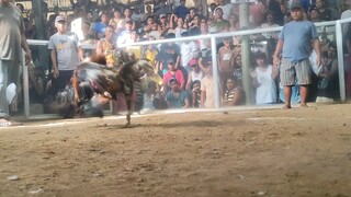 buyugon vs. bulik