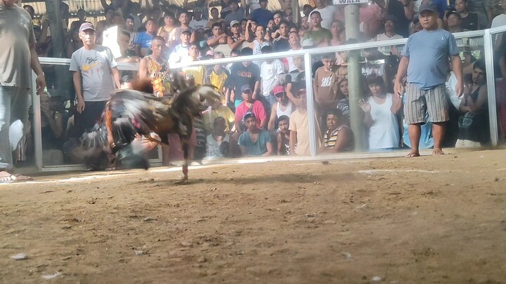 buyugon vs. bulik