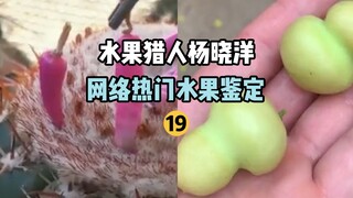 [Fruit Hunter x Hunter] Online Popular Fruit Identification 19
