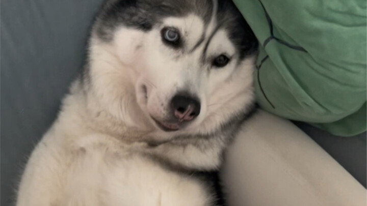 Ketika saya menggunakan AI ini untuk memperbesar gambar anjing saya, sulit untuk berkomentar