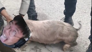 The Mischievous Madman Brother