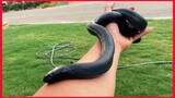 Mexican Black King Snake.
