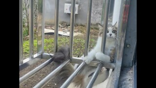 Cat: Give me a hand!