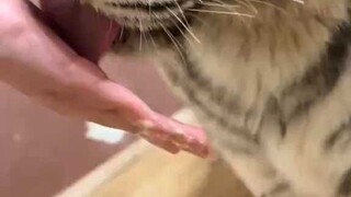 مهارة أمي في الطهي رائعة حقًا!