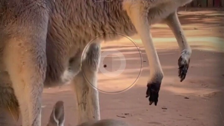 لا يتوافق إطلاقًا مع هندسة جسم الفأر