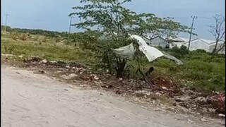 印尼🇮🇩毛椰🥥大量供应