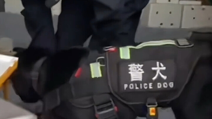 警犬：下班后1000字检讨放我狗窝