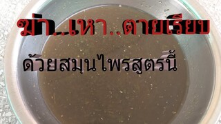ฆ่าเหาไม่ใช่เรื่องยาก ครั้งเดียวตายเรียบด้วยวิธีนี้/โดยฮอยไทยอีสาน