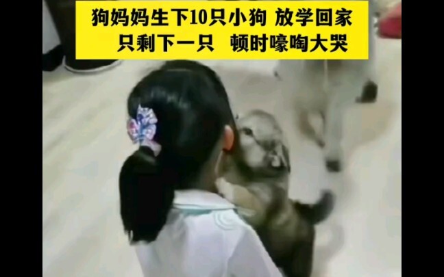 A mom dog gave birth to 10 puppies. When the little owner came home from school, all but one of the 