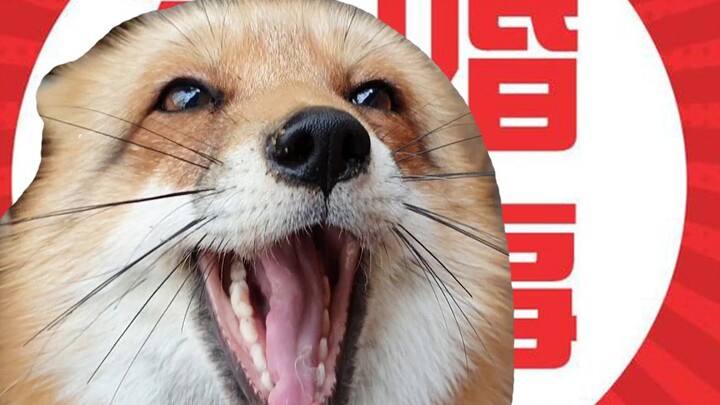 Let’s set up a blind date for little fox Alisa.