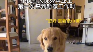 كلب التهدئة: هذه العائلة لا تزال تعتمد علي