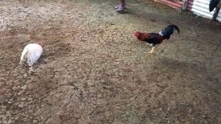 tupada lang ta 2nd fyt win