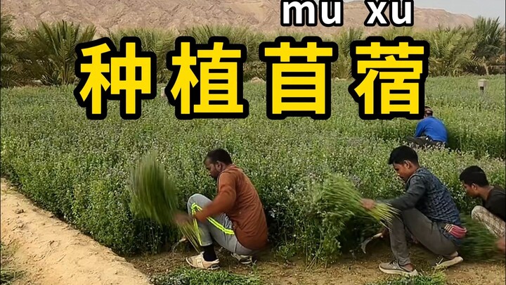 ปลูกอัลฟัลฟาเพื่อเป็นอาหารสัตว์ แต่ไม่ควรให้กินมากเกินไป!