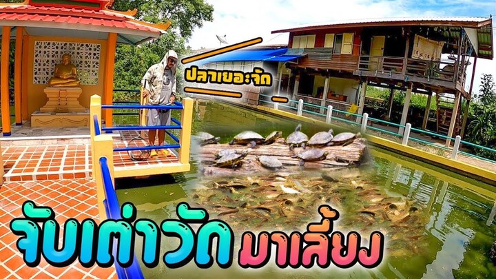 มีคนปล่อยเต่าญี่ปุ่นในวัด.. ไล่จับมาเลี้ยงซะเลย!