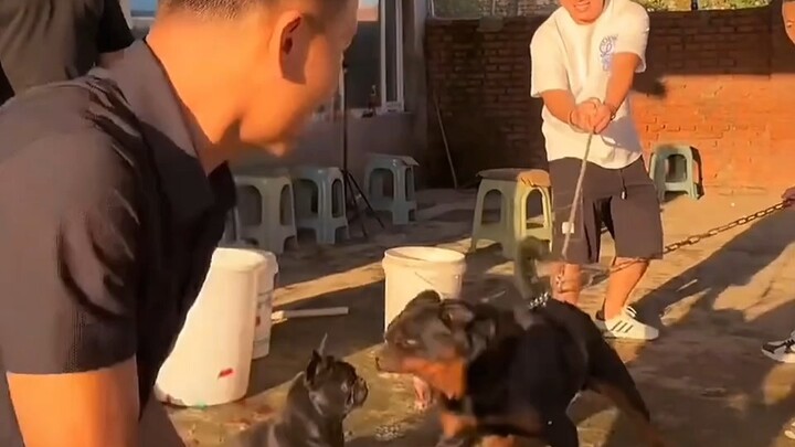 Asisten anjing pug yang lumpuh berhasil menjinakkan tuan anjing Yan, dan setelah digigit, Pan Hong d