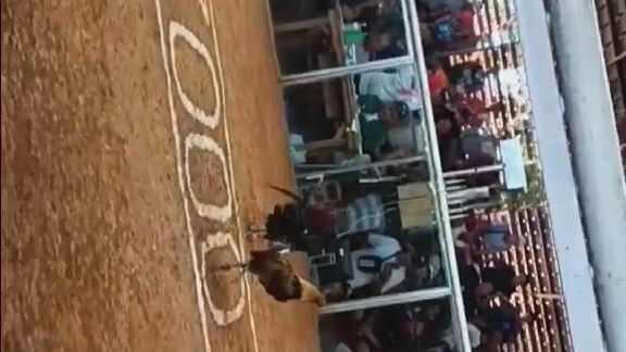 1ST FIGHT WIN 3 HITS TIMBANGAN SA NSQCA MARCH 14, 2024