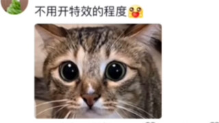 松鼠真诚的眼神，可爱死啦