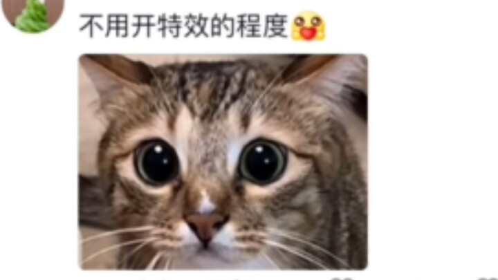 松鼠真诚的眼神，可爱死啦