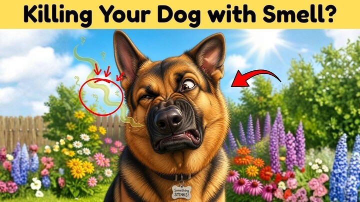 What Smell Do German Shepherds Hate? A Comprehensive Guide to Canine Olfactory Perception