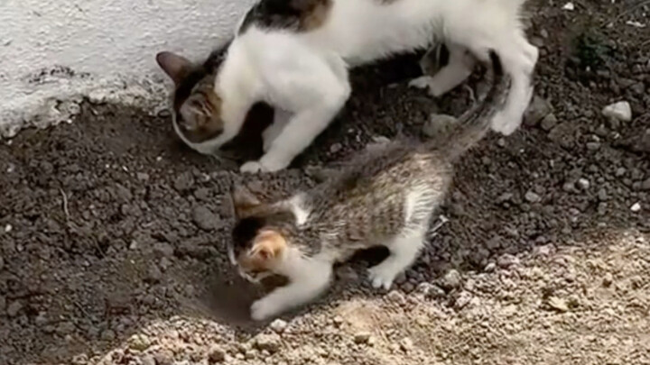 Setiap hari belajar satu gerakan baru dari induk kucing
