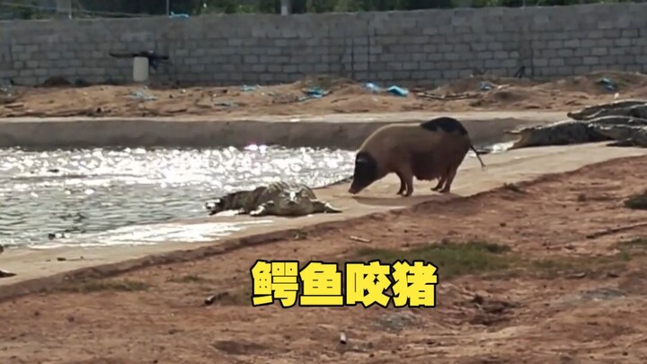 Zhu Zhu: Is it the crocodile that’s too evil, or are people just too evil?