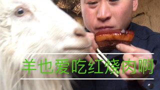 我家老贪无所不吃，哈哈哈